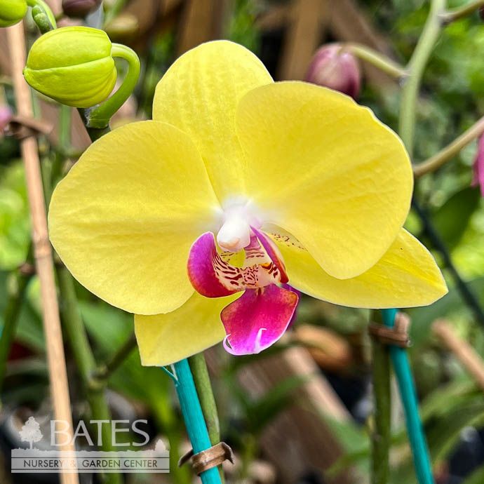 5p! Orchid Phalaenopsis /Tropical  Assorted Colors