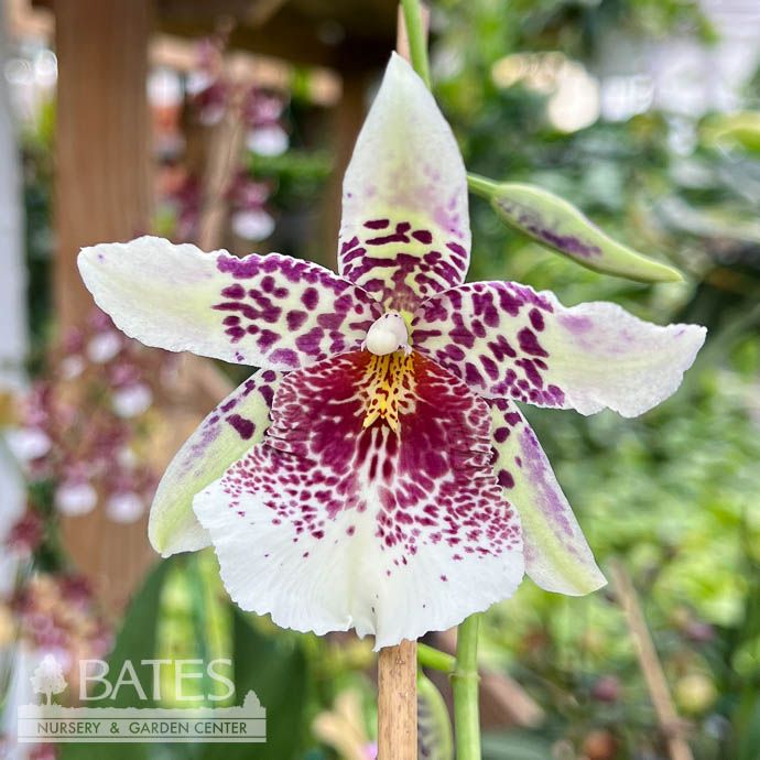 4p! Orchid Big Shot Pink Leopard Oncidium /Tropical