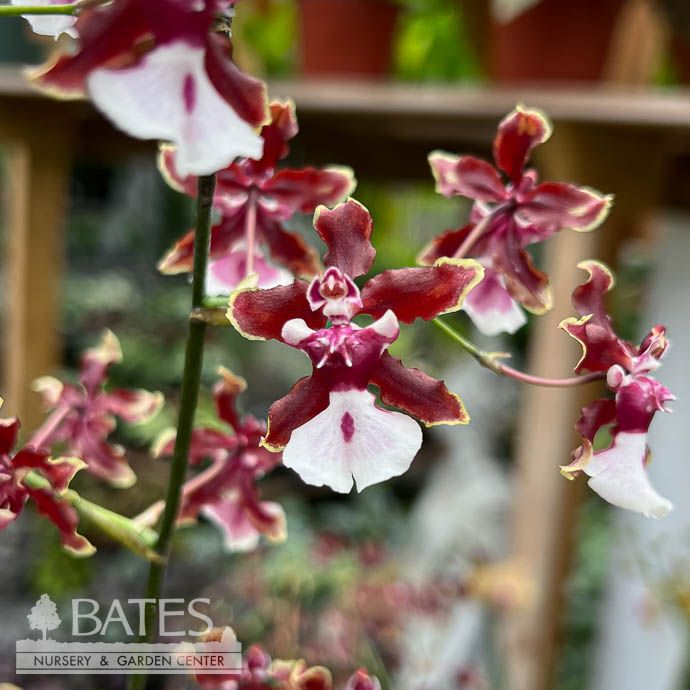 4p! Orchid Sharry Baby Oncidium /Tropical