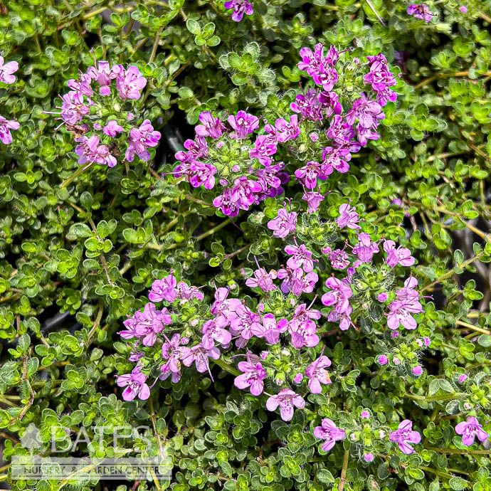 QP Thymus Pink Chintz/ Creeping Thyme