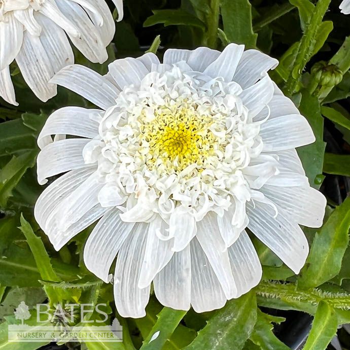 #1 Leucanthemum Double Darling/ Shasta Daisy