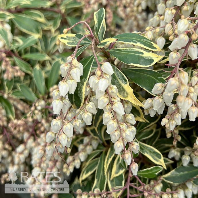 #2 Pieris japonica Variegata/ Variegated White