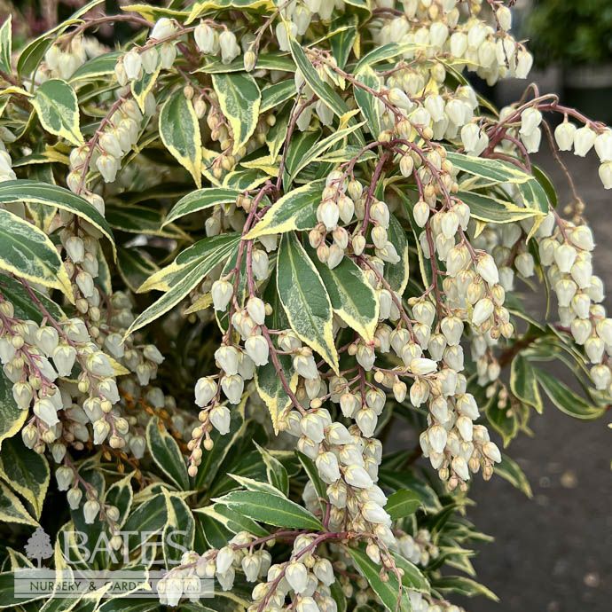 #2 Pieris japonica Variegata/ Variegated White