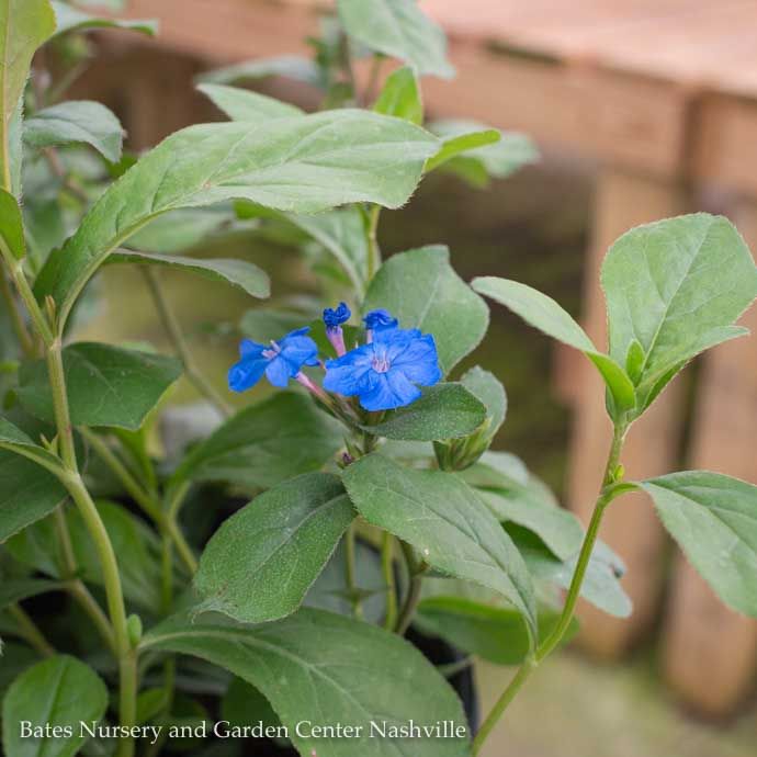 4P Ceratostigma plumbaginoides/ Hardy Plumbago