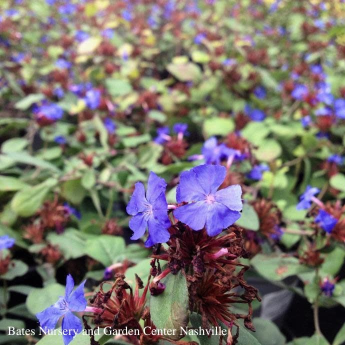 4P Ceratostigma plumbaginoides/ Hardy Plumbago