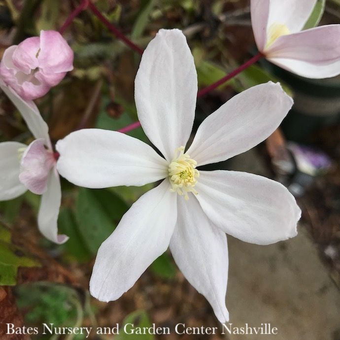 #2 Clematis arm Apple Blossom/ Evergreen