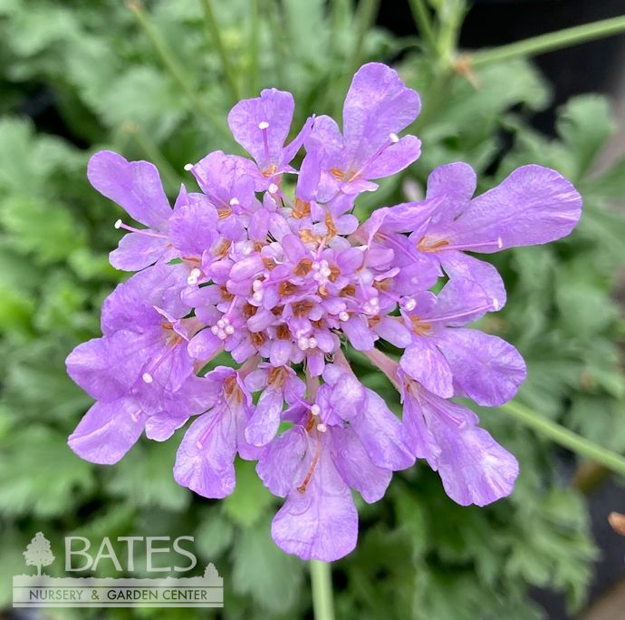 #1 Scabiosa col Flutter &#39;Blue&#39;/ Pincushion Flower