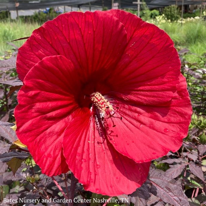 #1 Hibiscus x Midnight Marvel/ Deep Scarlet Red Hardy