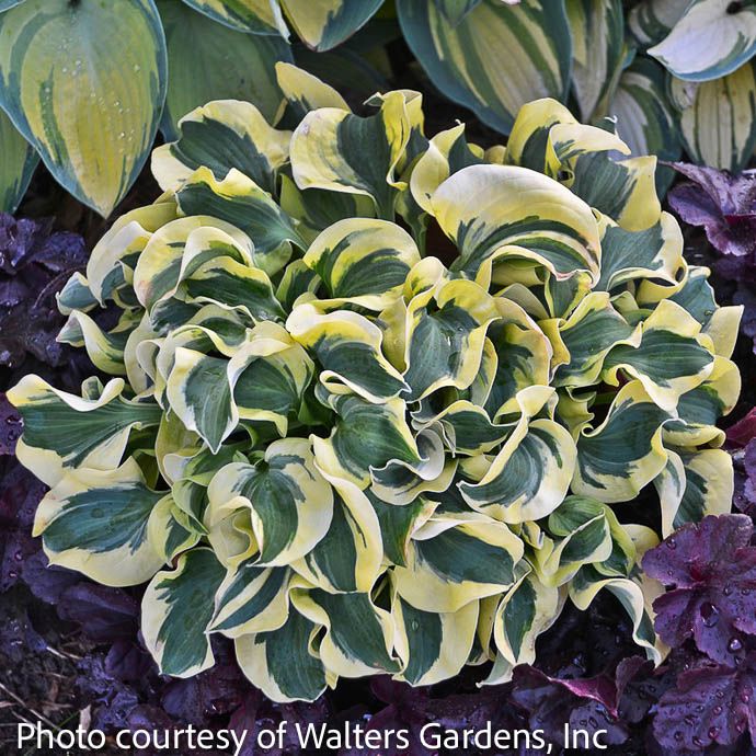 #1 Hosta PW Mini Skirt/ Dwarf Variegated