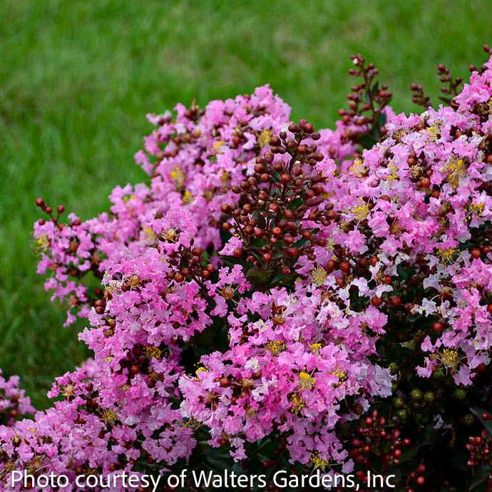 #3 Lagerstroemia Perky Pink/ Dwarf Crape Myrtle