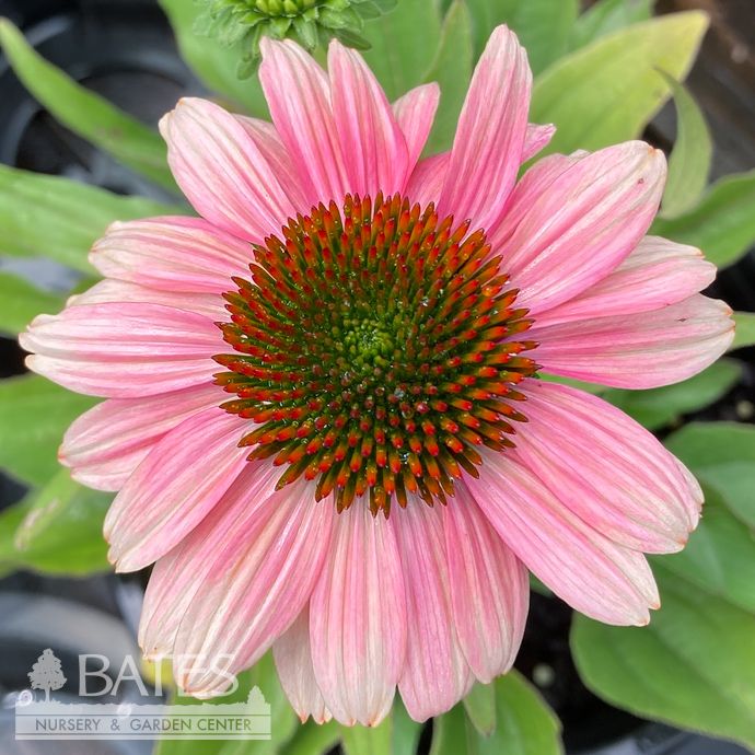 #1 Echinacea x French Tips/ Pink Fragrant Coneflower