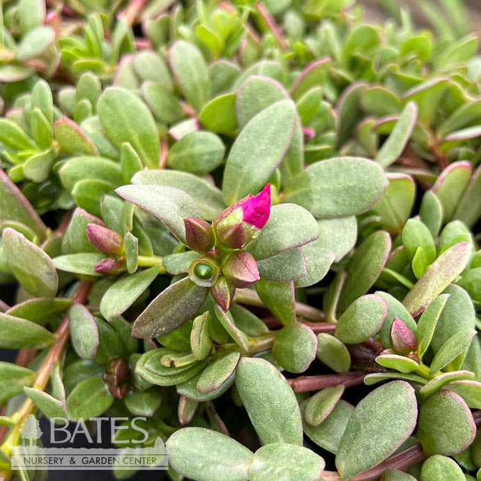 Tropical #1 Portulaca x Colorblast Plumberry/ Pink