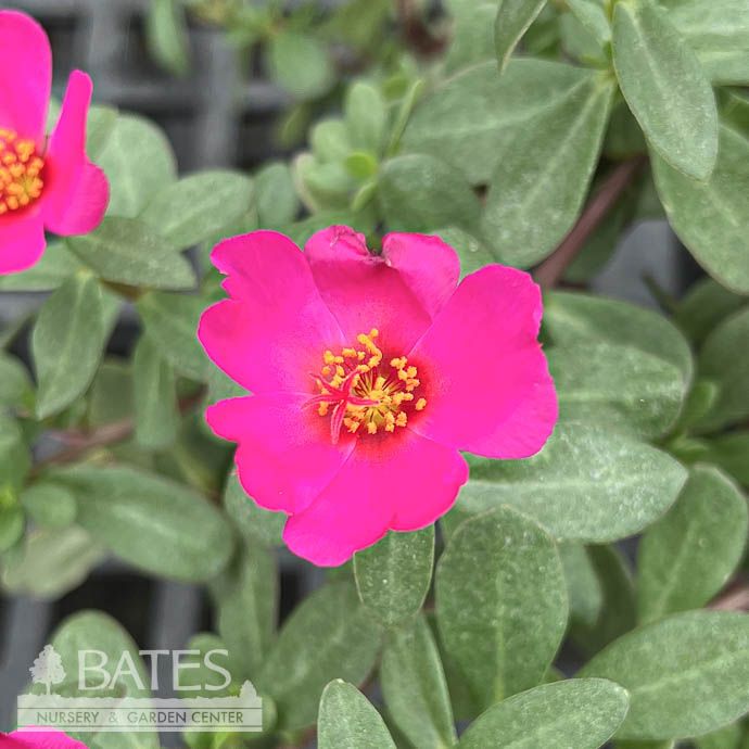 Tropical #1 Portulaca x Colorblast Plumberry/ Pink