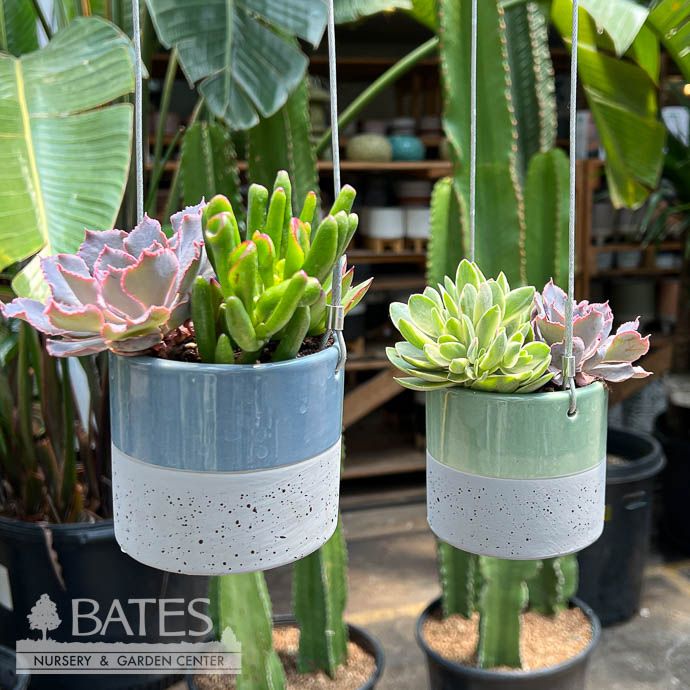 3.5PHB Ceramic Cylinder w/ Succulents