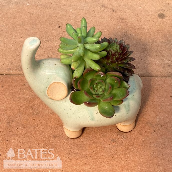 5P Stoneware Elephant w/Succulents