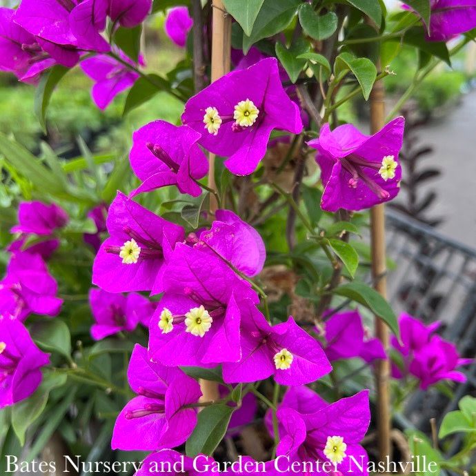 Tropical #5 PT Bougainvillea Purple Queen - No Warranty