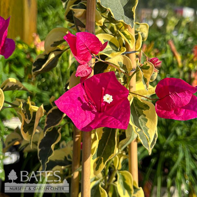 Tropical #5 STK Bougainvillea Raspberry Ice/ Variegated  - No Warranty