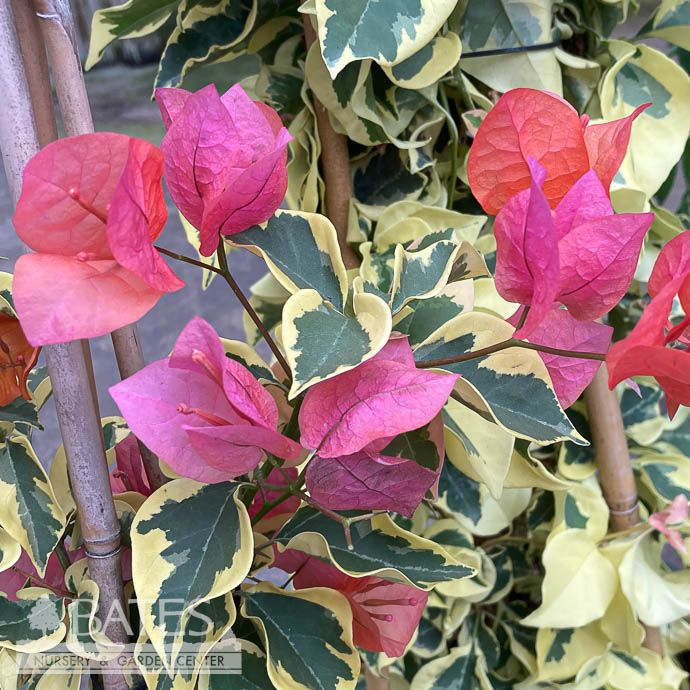 Tropical #1 Bougainvillea Bengal Orange/ Variegated - No Warranty