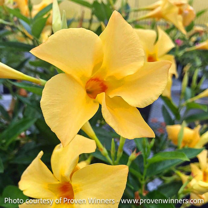 Tropical #2 STK Mandevilla PW Sun Parasol &#39;Sunbeam&#39;/ Yellow - No Warranty