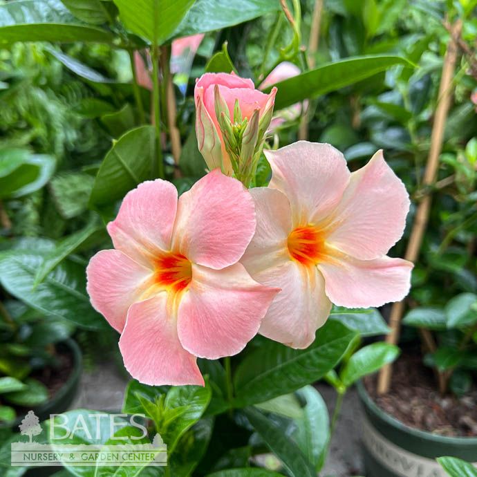 Tropical #2 Mandevilla Sun Parasol &#39;Giant Peach Sunrise&#39; - No Warranty