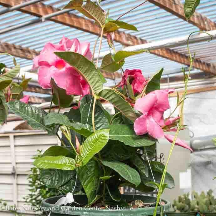 Tropical 12HB! Mandevilla/Dipladenia - Hanging Basket - No Warranty