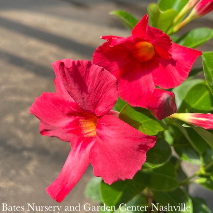 Tropical QP Mandevilla &#39;Madinia Coral Pink&#39;/Compact - No Warranty
