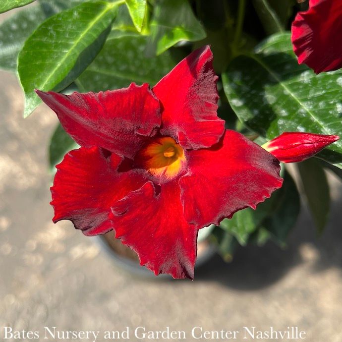 Tropical QP Mandevilla &#39;Madinia Coral Pink&#39;/Compact - No Warranty