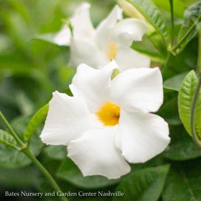 Tropical QP Mandevilla Madinia &#39;White&#39;/Compact - No Warranty