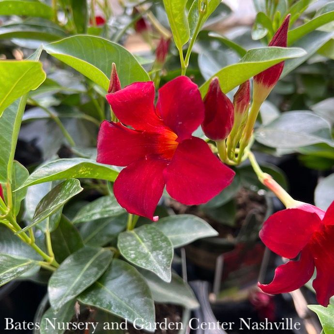 Tropical QP Madinia Mandevilla Deep Red/Compact - No Warranty