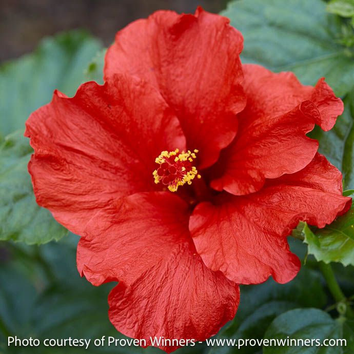 Tropical #3 Hibiscus Hollywood &#39;First to Arrive&#39;/ Red