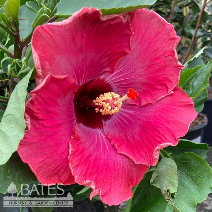 Tropical #2 Hibiscus Rumrunner/ Purple to Pink with Orange to Yellow Edges