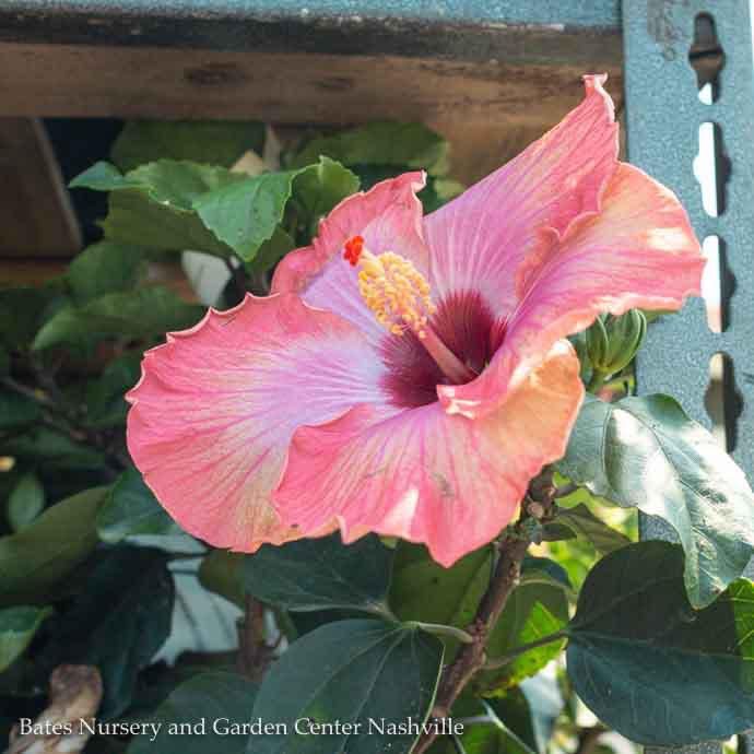 Tropical #2 Hibiscus Rumrunner/ Purple to Pink with Orange to Yellow Edges