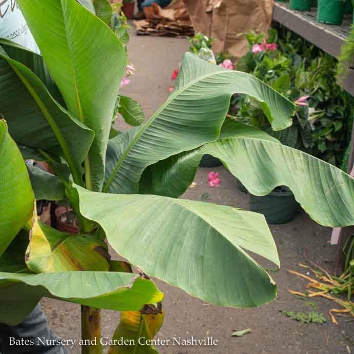 Tropical 10P Banana Musa Basjoo/ Hardy Fiber Banana - No Warranty