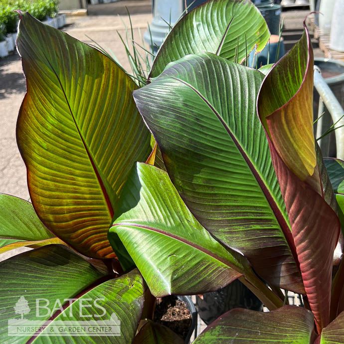 Tropical #5 Banana Ensete vent Maurelii/ Red Abyssinian - No Warranty