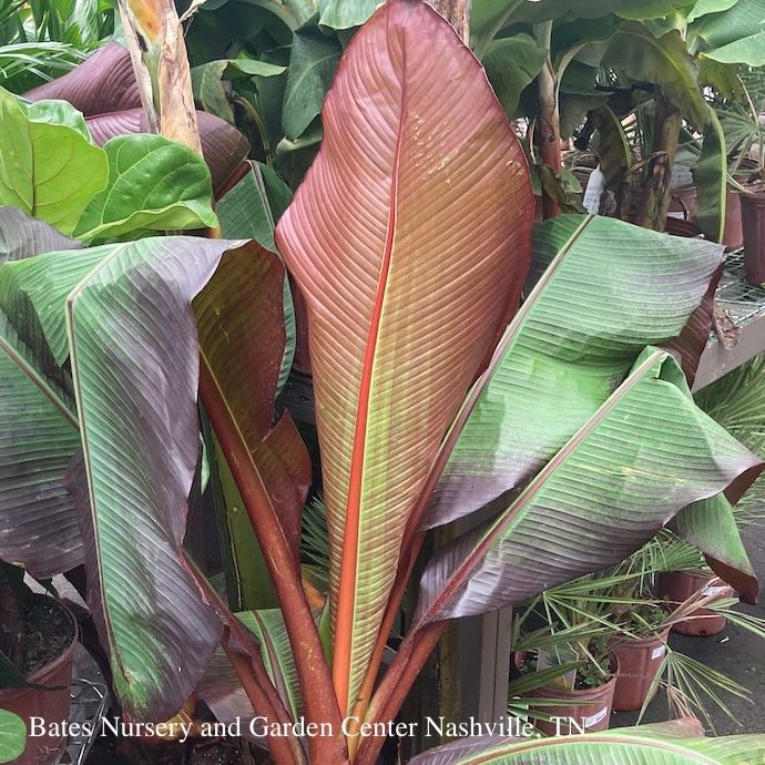 Tropical #5 Banana Ensete vent Maurelii/ Red Abyssinian - No Warranty
