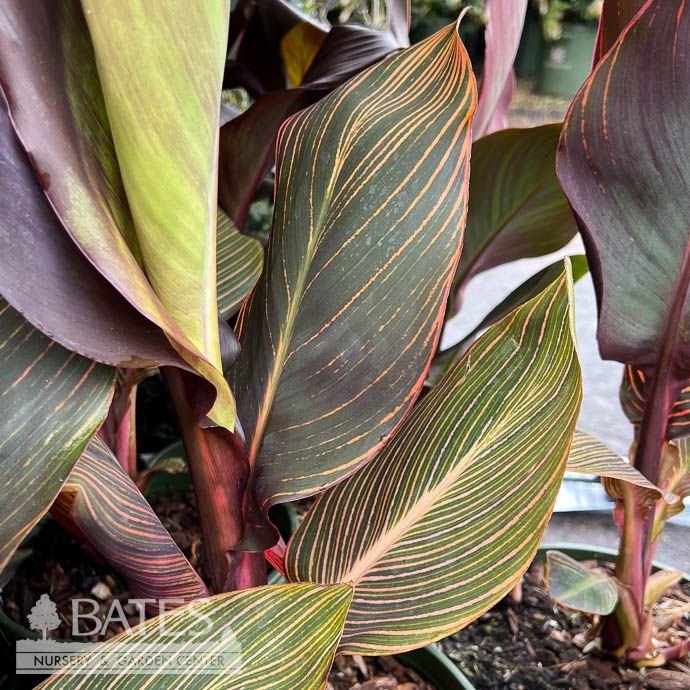 Tropical #1 Canna Tropicanna Red - No Warranty