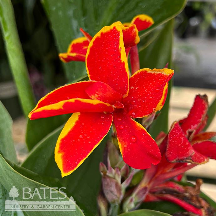 Tropical #1 Canna Cannova &#39;Red Golden Flame&#39;  - No Warranty