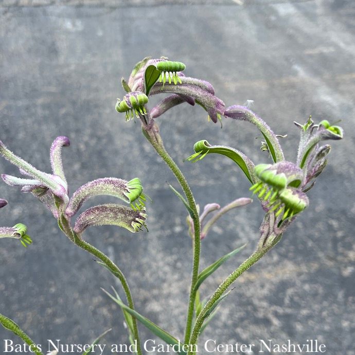 Tropical #1 Anigozanthos Celebrations &#39;Carnival&#39;/ Kangaroo Paw