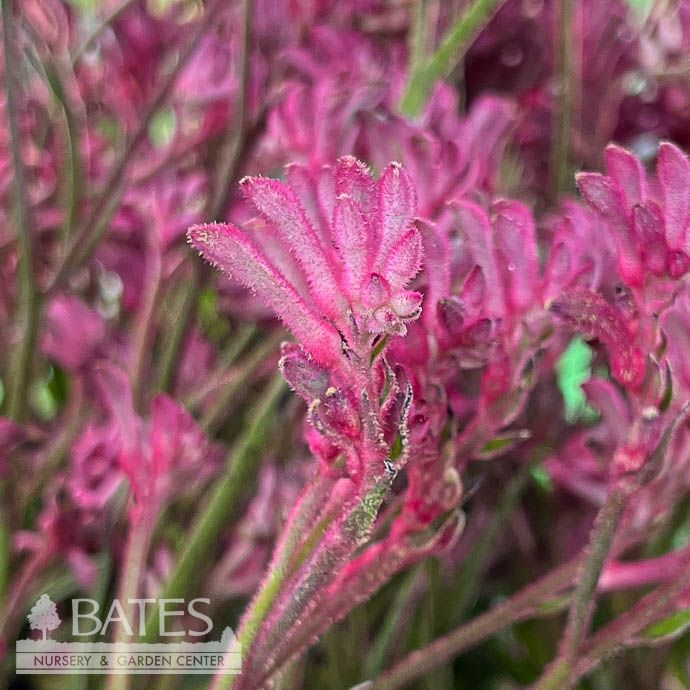 Tropical #1 Anigozanthos Bush Pearl/ Pink Kangaroo Paw