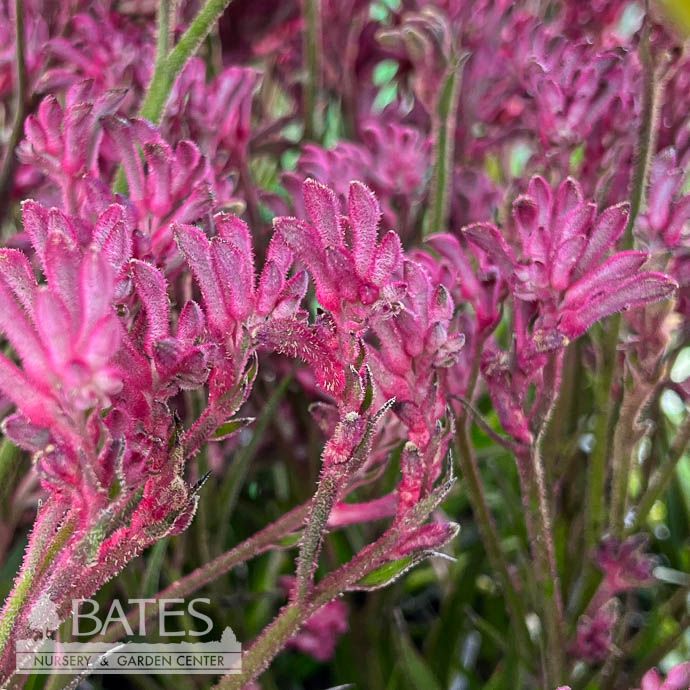 Tropical #1 Anigozanthos Bush Pearl/ Pink Kangaroo Paw