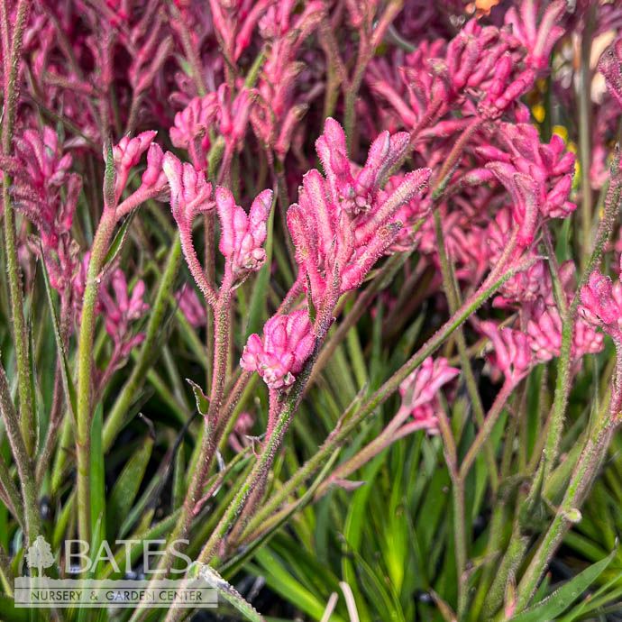 Tropical #1 Anigozanthos Bush Pearl/ Pink Kangaroo Paw