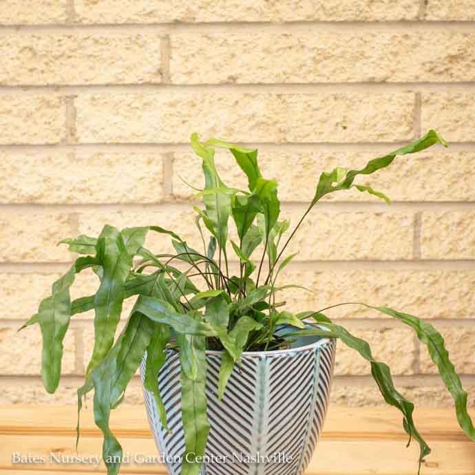 4p! Fern - Kangaroo Paw Fern /Tropical
