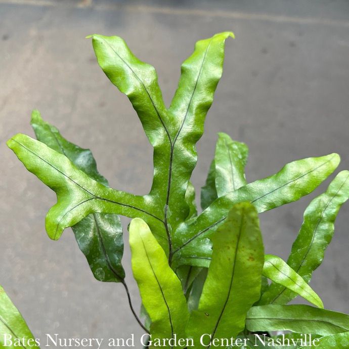4p! Fern - Kangaroo Paw Fern /Tropical