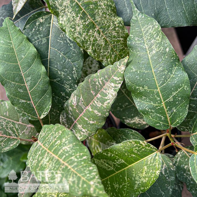 4p! Ficus Fistulosa Variegated /Tropical