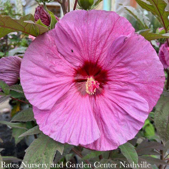 #2 Hibiscus x PW Summerific &#39;Berry Awesome&#39;/ Hardy