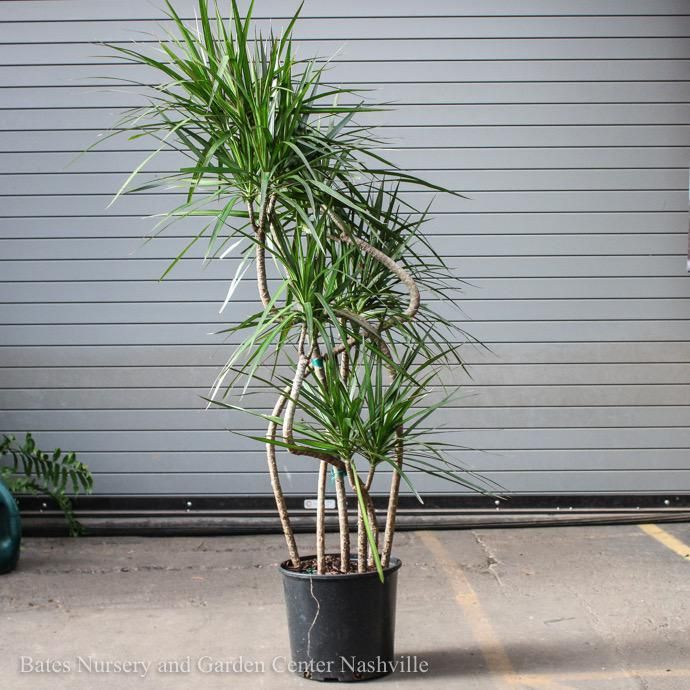 10p! Dracaena Marginata Candelabra /Tropical