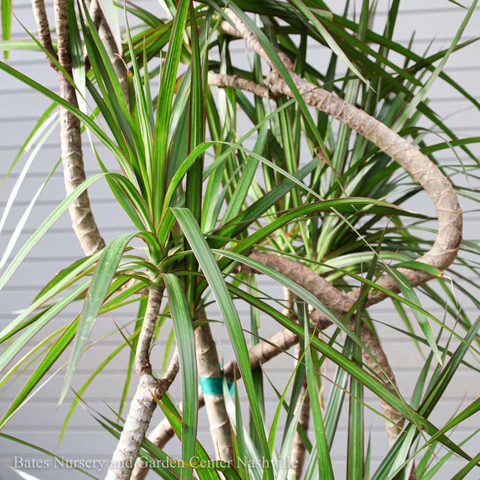 10p! Dracaena Marginata Candelabra /Tropical