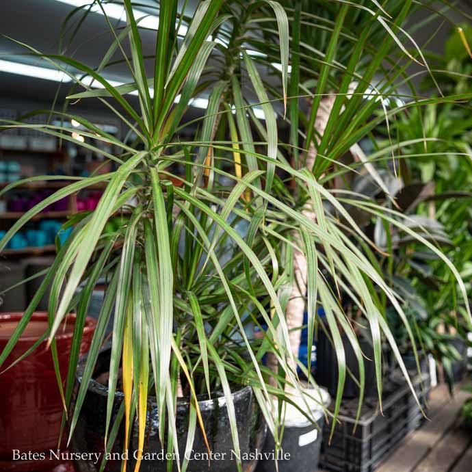 10p! Dracaena Marginata Multi Cane/Staggard /Tropical