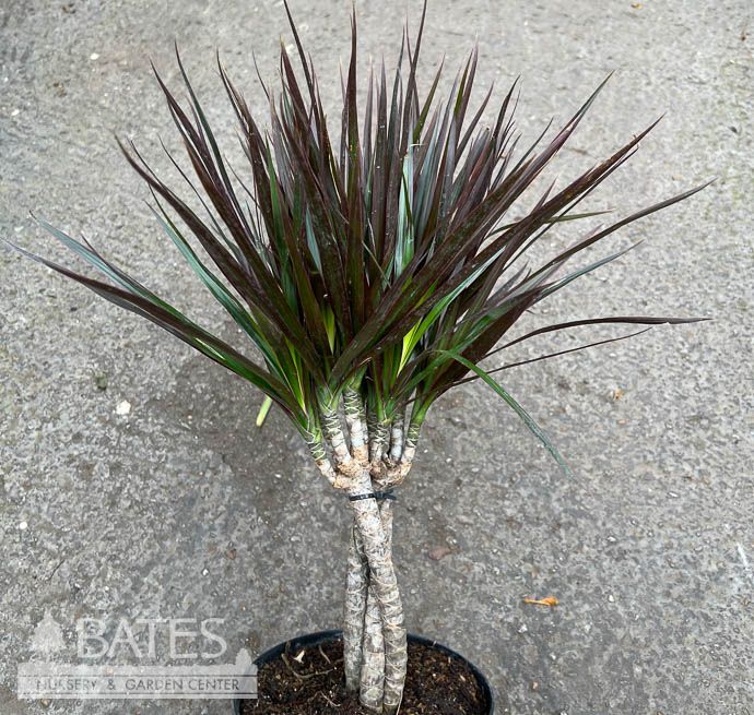 6p! Dracaena Marginata Magenta Braid /Tropical