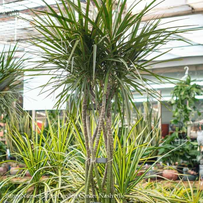 10p! Dracaena Marginata Open Weave Braid /Tropical